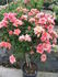 Sandalwood rose photo