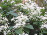 Sweet Autumn Clematis clematis photo