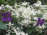 Sweet Autumn Clematis clematis photo