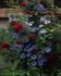 William Kenneth clematis photo