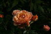 Colibri Meillandina ® rose photo