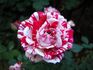 Arlette ® rose photo