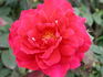 Hortulanus Budde rose photo