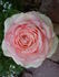 Poetry rose photo