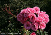 Étude rose photo