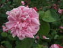 Fulgens rose photo