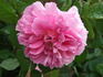 Duc de Bordeaux rose photo