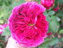 Kean rose photo