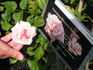 Madame Butterfly, Cl. rose photo