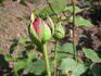 Madame Scipion Cochet rose photo