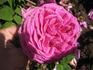 Madame Scipion Cochet rose photo