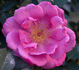 Sachet ™ rose photo