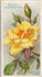 Madame Pernet-Ducher rose photo