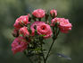 Angel Pink ™ rose photo