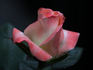 Arcanum rose photo
