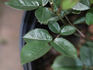 Arcanum rose photo