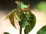 Arcanum rose photo