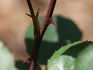 Arcanum rose photo