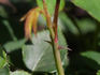 Breath of Spring rose photo