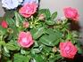 POUlhappy rose photo