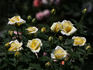 Erin Alonso ™ rose photo
