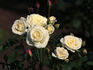 Fairhope rose photo