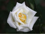 Fairhope rose photo