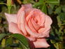 Cloud Nine rose photo
