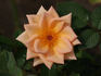 Michel Cholet ™ rose photo