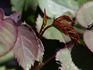 Nancy Jean ™ rose photo