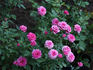 Odessa rose photo