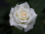 Pacesetter rose photo