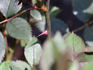 Pierrine rose photo