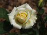 Piña Colada rose photo