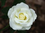 Piña Colada rose photo