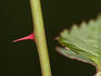 Piña Colada rose photo