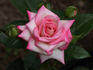 Regina Lee rose photo