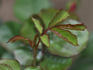 Regina Lee rose photo