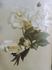 Madame Pernet-Ducher rose photo