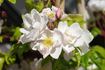 Lucens Erecta rose photo