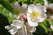 Lucens Erecta rose photo