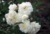 Eva Teschendorff rose photo
