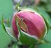 Heimkehrer rose photo