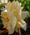 Heimkehrer rose photo