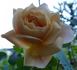 Heimkehrer rose photo