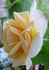 Heimkehrer rose photo