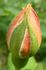 Heimkehrer rose photo
