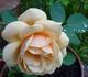 Heimkehrer rose photo