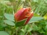 Heimkehrer rose photo