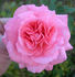 Elegant Design rose photo